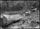 Hauling_a_kauri_log_1915-16-CMS