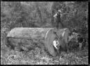 Kauri_logs_near_Piha._1915-CMS