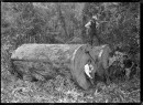 Kauri_logs_near_Piha._1915-CMS