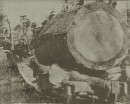 Piha_logging_1900