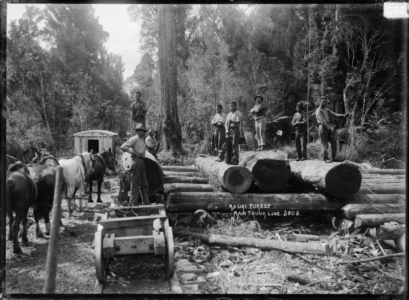 Timber_workers_with_logs_in_a_kauri_forest_on_the_North_Island_Main_Trunk_Line_1900-1910_CMS